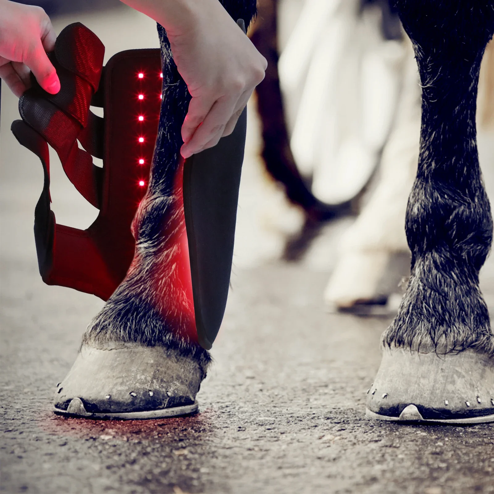 New 660nm 850nm Red light ther - đánh giá và giá Brushing Boot Horse